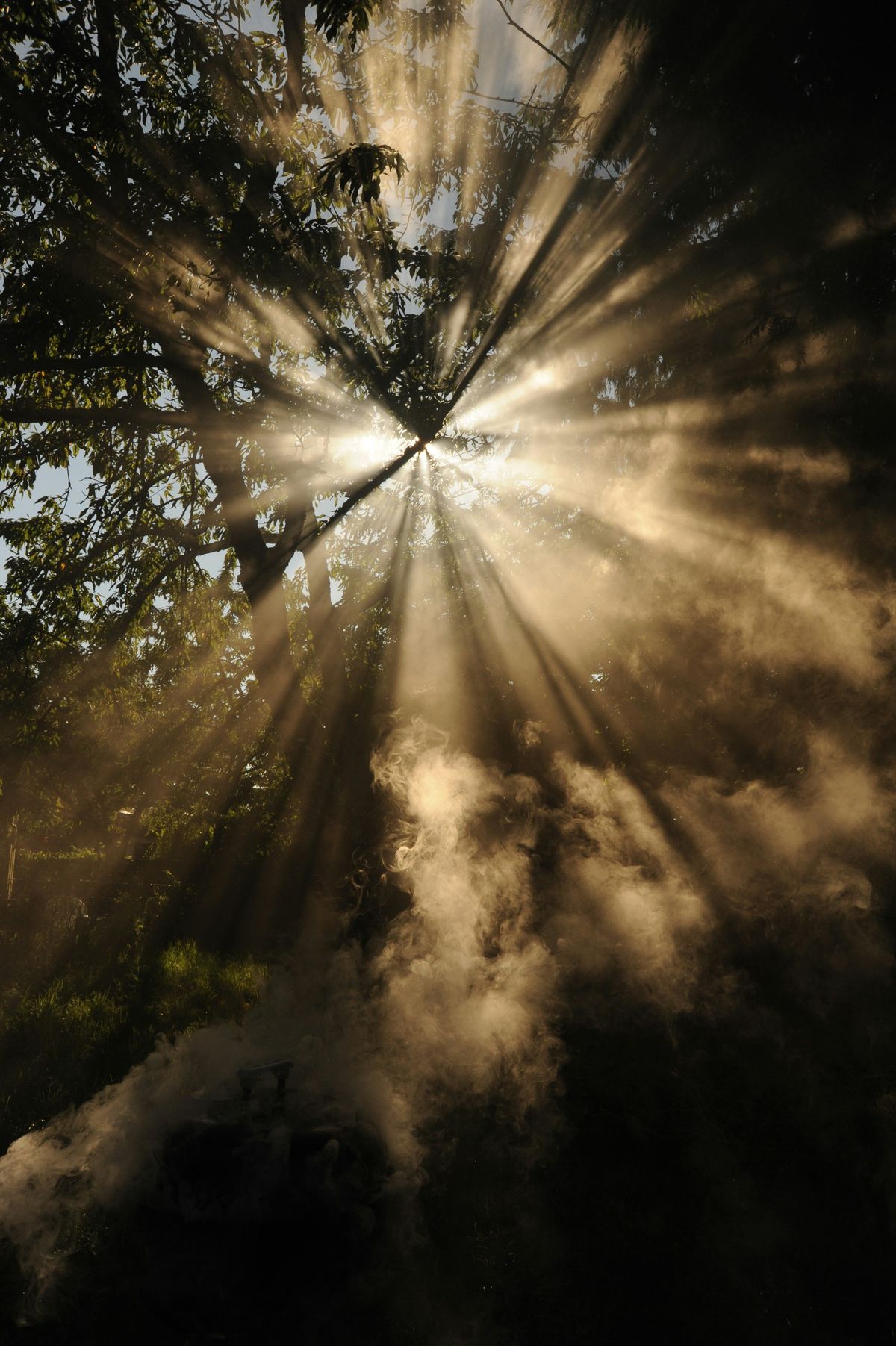 Sunlight filtering through trees